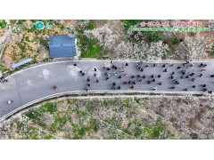 万亩李花春潮涌 2025年曲尺乡李花季健步走活动启航