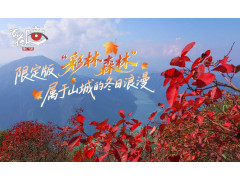 限定版“彩林森林” 这是属于山城的冬日浪漫